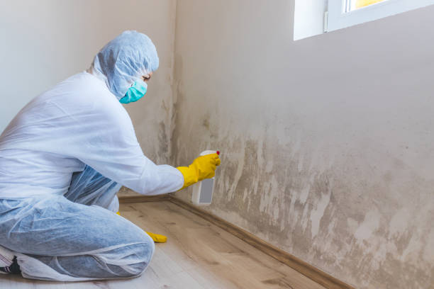 Licensed Basement Mold Remediation service in Thomasville, NC - Mold Remediation HQ
