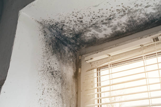 Affordable Basement Mold Remediation solutions in Thomasville, NC