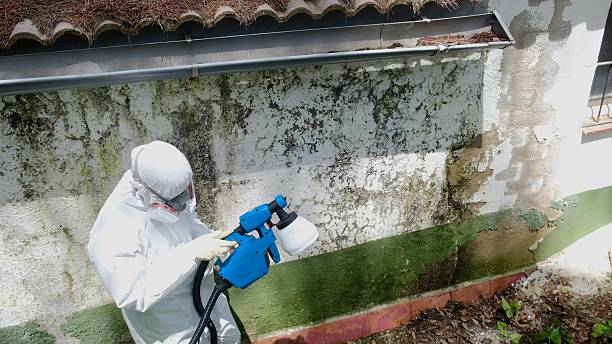 Top rated local Basement Mold Remediation specialists in Thomasville, NC